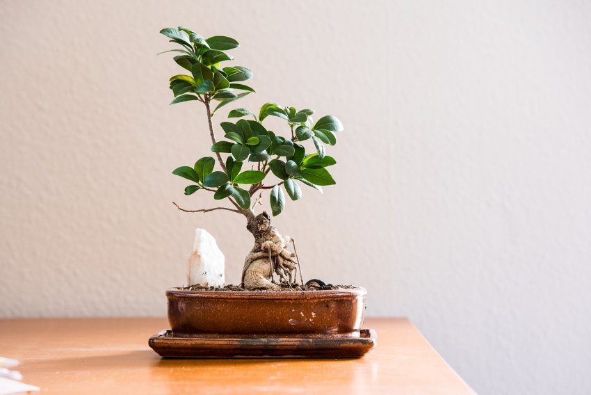 A bonsai fa gondozása