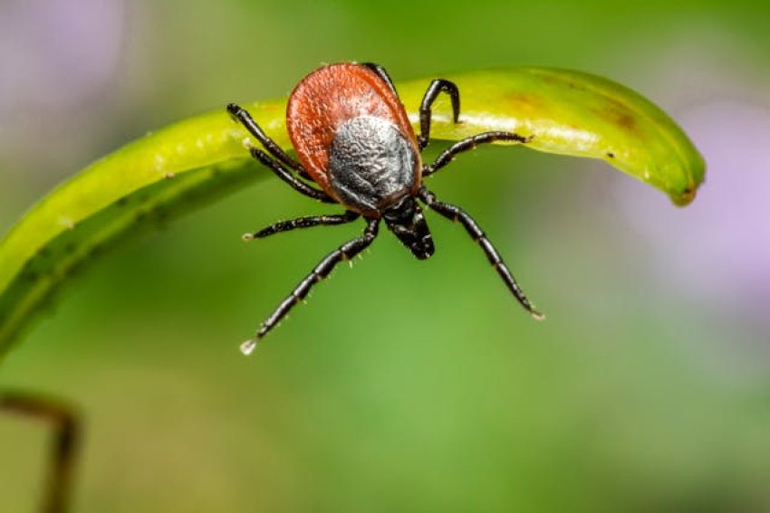 Több mint negyedével nőtt idén a Lyme-kórral regisztrált esetek száma