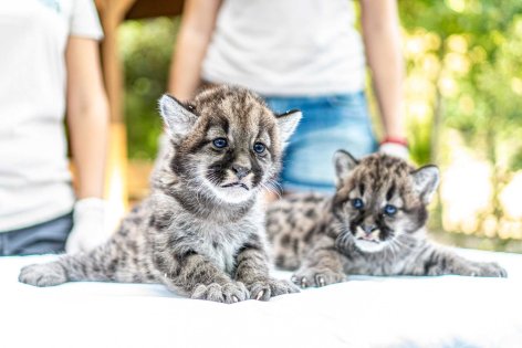Puma hármasikrek születtek a Nyíregyházi Állatparkban