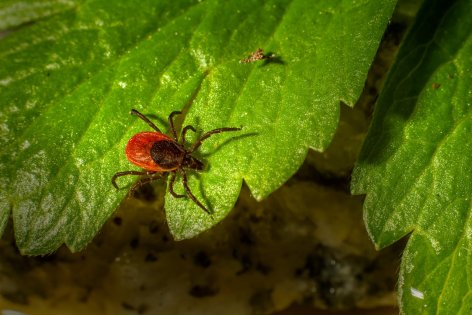 Lyme-kór a rejtőzködő veszély, amely bárkit utolérhet